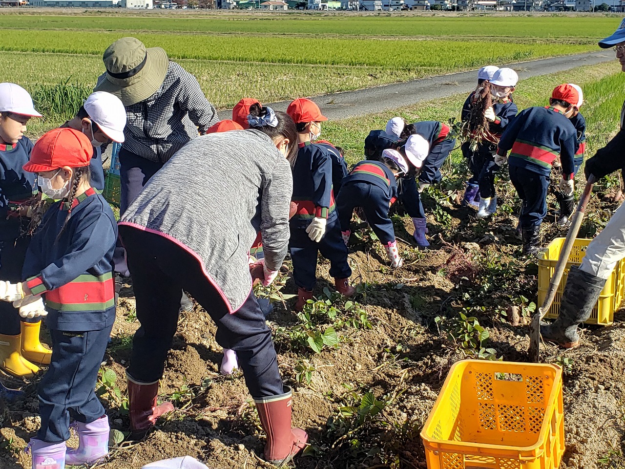 11月いもほり